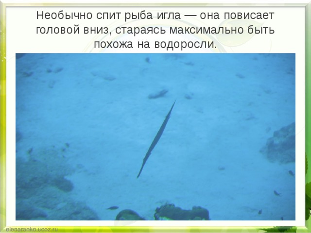 Н еобычно спит рыба игла — она повисает головой вниз, стараясь максимально быть похожа на водоросли. 