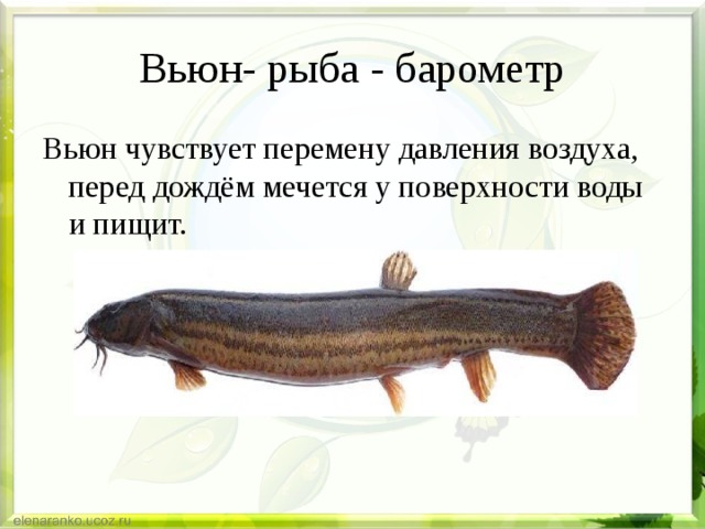 Вьюн- рыба - барометр Вьюн чувствует перемену давления воздуха, перед дождём мечется у поверхности воды и пищит. 