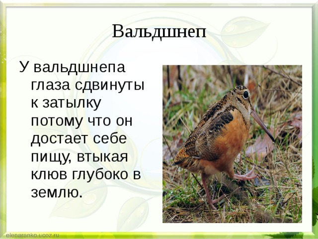 Вальдшнеп У вальдшнепа глаза сдвинуты к затылку потому что он достает себе пищу, втыкая клюв глубоко в землю. 