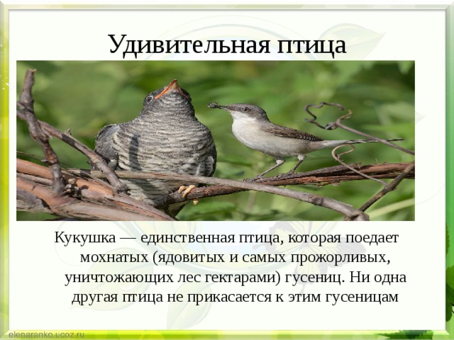 Удивительная птица Кукушка — единственная птица, которая поедает мохнатых (ядовитых и самых прожорливых, уничтожающих лес гектарами) гусениц. Ни одна другая птица не прикасается к этим гусеницам 