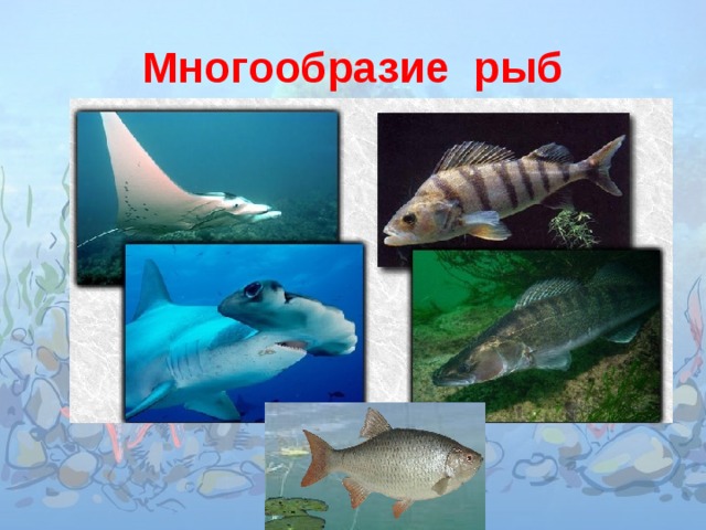 Многообразие рыб
