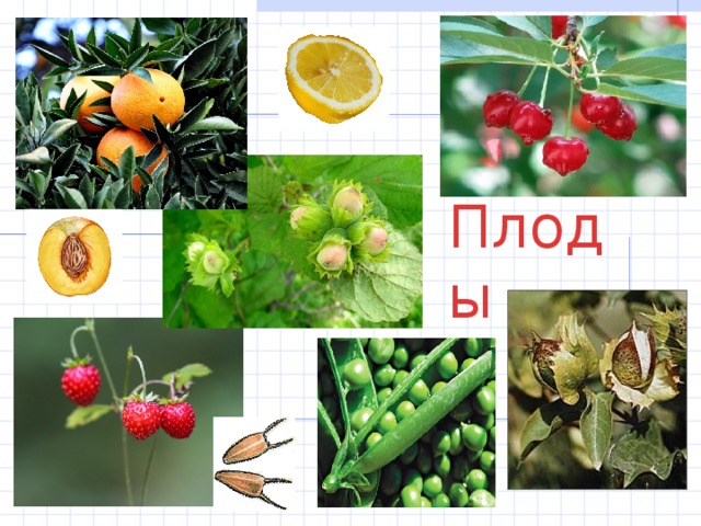 Плоды 