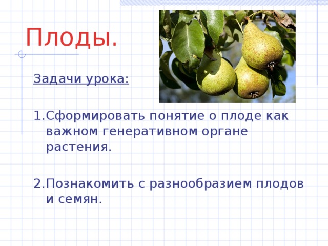 Плоды. Задачи урока: 1.Сформировать понятие о плоде как важном генеративном органе растения. 2.Познакомить с разнообразием плодов и семян. 