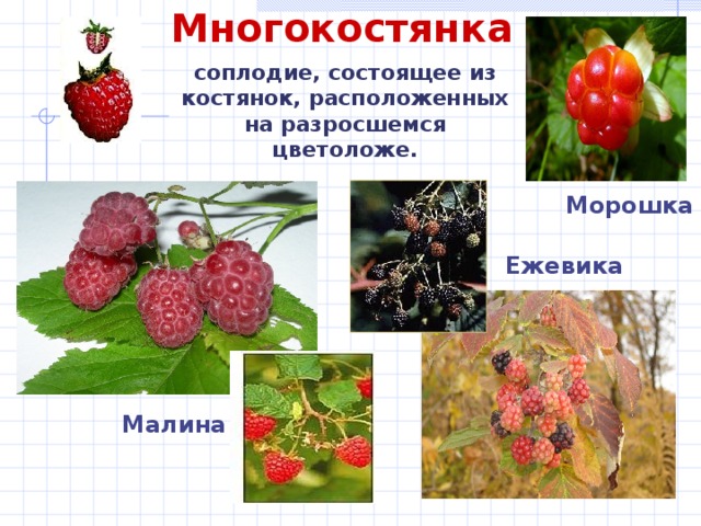 Многокостянка соплодие, состоящее из костянок, расположенных на разросшемся цветоложе. Морошка Ежевика Малина 