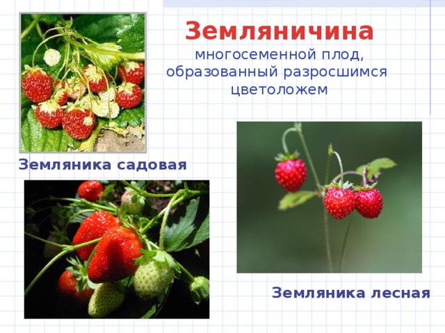 Земляничина  многосеменной плод,  образованный разросшимся  цветоложем Земляника садовая Земляника лесная 