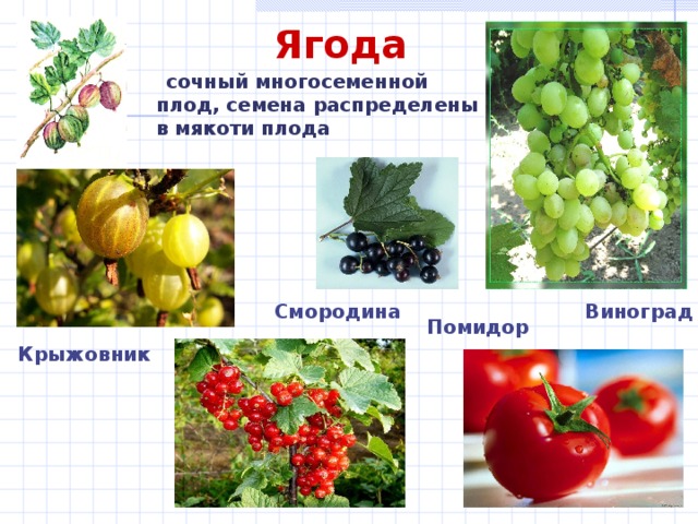 Ягода  сочный многосеменной плод, семена распределены в мякоти плода  Смородина Виноград Помидор Крыжовник 8 