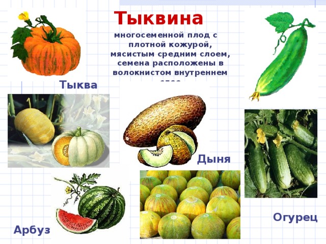 Тыквина  многосеменной плод с плотной кожурой, мясистым средним слоем, семена расположены в волокнистом внутреннем  слое Тыква Дыня Огурец Арбуз 8 