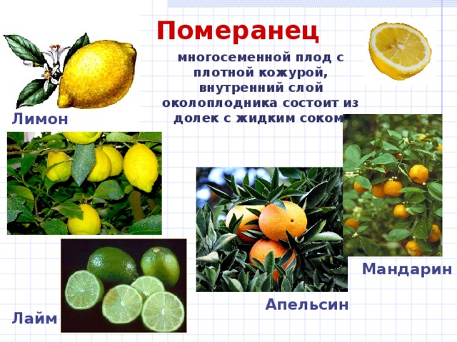  Померанец многосеменной плод с плотной кожурой, внутренний слой околоплодника состоит из долек с жидким соком  Лимон Мандарин Апельсин Лайм 