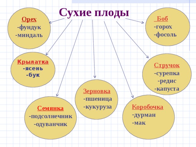 Сухие плоды  Боб Орех -горох -фосоль -фундук -миндаль Крылатка -ясень -бук Стручок -сурепка -редис -капуста Зерновка -пшеница -кукуруза Коробочка дурман -мак Семянка -подсолнечник -одуванчик 