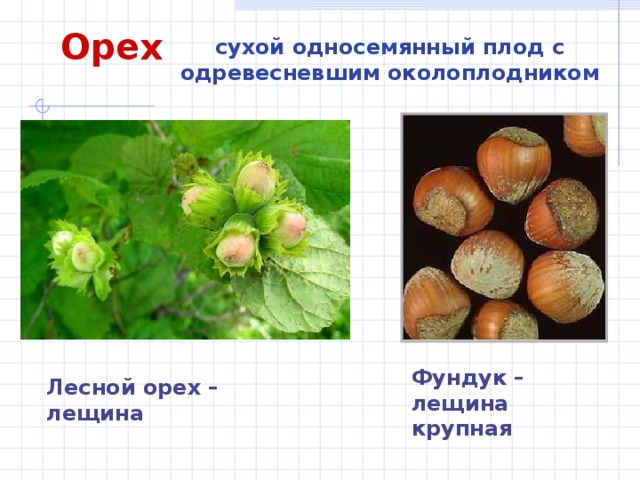 Орех сухой односемянный плод с одревесневшим околоплодником Фундук – лещина крупная Лесной орех – лещина 