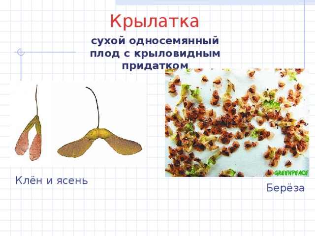 Крылатка сухой односемянный плод с крыловидным придатком Клён и ясень Берёза 