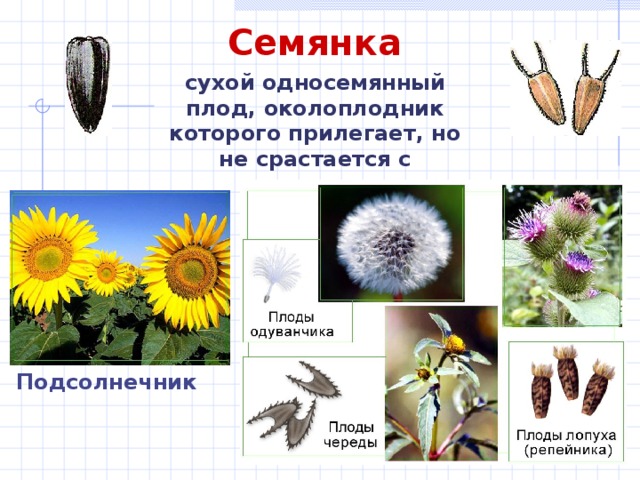 Семянка сухой односемянный плод, околоплодник которого прилегает, но не срастается с семенем. Подсолнечник 