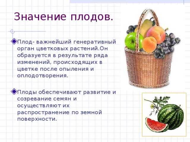 Значение плодов. Плод- важнейший генеративный орган цветковых растений.Он образуется в результате ряда изменений, происходящих в цветке после опыления и оплодотворения.  Плоды обеспечивают развитие и созревание семян и осуществляют их распространение по земной поверхности. 