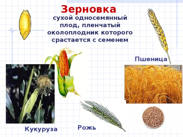 Зерновка сухой односемянный плод, пленчатый околоплодник которого срастается с семенем Пшеница Рожь Кукуруза 