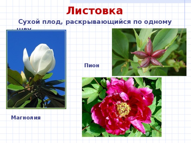 Листовка  Сухой плод, раскрывающийся по одному шву Пион Магнолия 