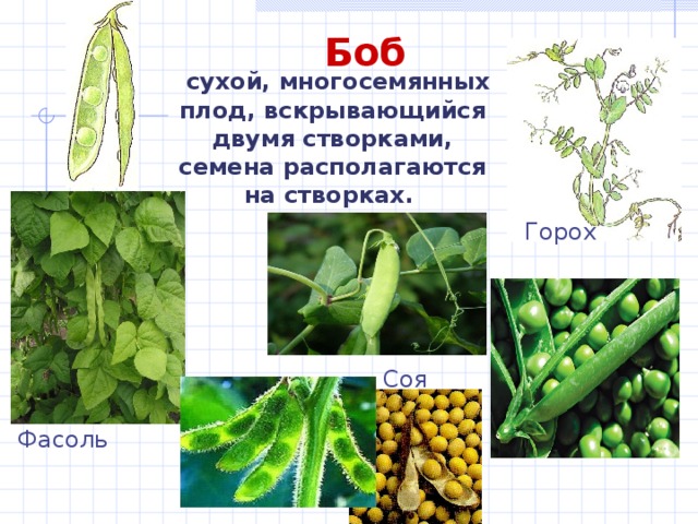  Боб  сухой, многосемянных плод, вскрывающийся двумя створками, семена располагаются на створках.  Горох Соя Фасоль 