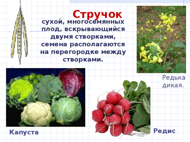  Стручок сухой, многосемянных плод, вскрывающийся двумя створками, семена располагаются на перегородке между створками. Редька дикая. Редис Капуста 