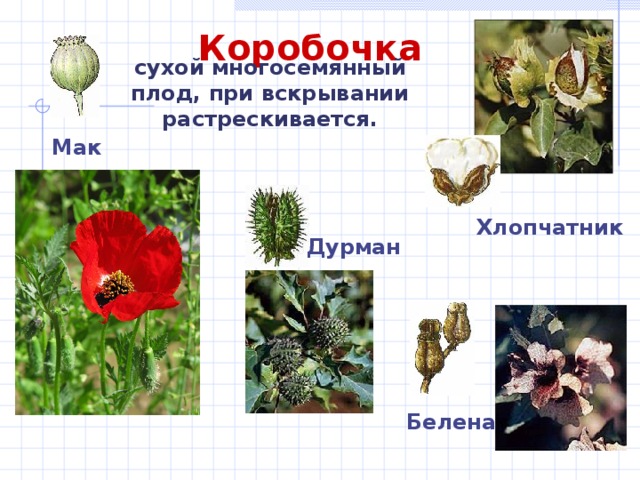  Коробочка сухой многосемянный плод, при вскрывании растрескивается. Мак Хлопчатник Дурман Белена 