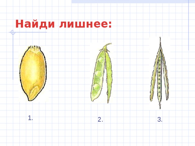 Найди лишнее: 1. 2. 3. 
