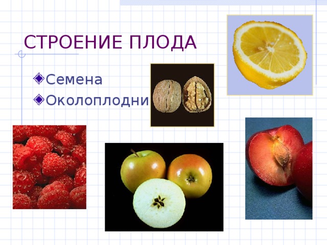СТРОЕНИЕ ПЛОДА Семена Околоплодник 