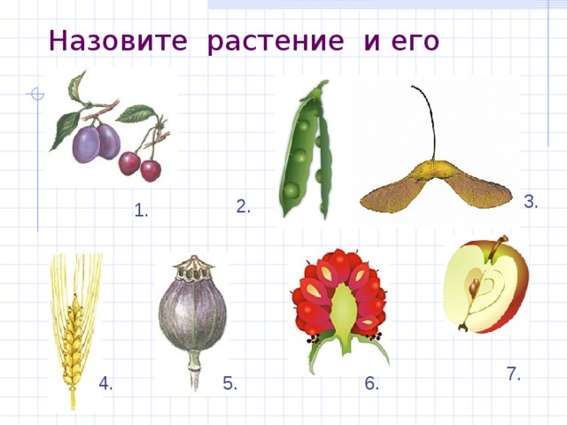 Назовите растение и его плод. 3. 2. 1. 7. 6. 5. 4. 