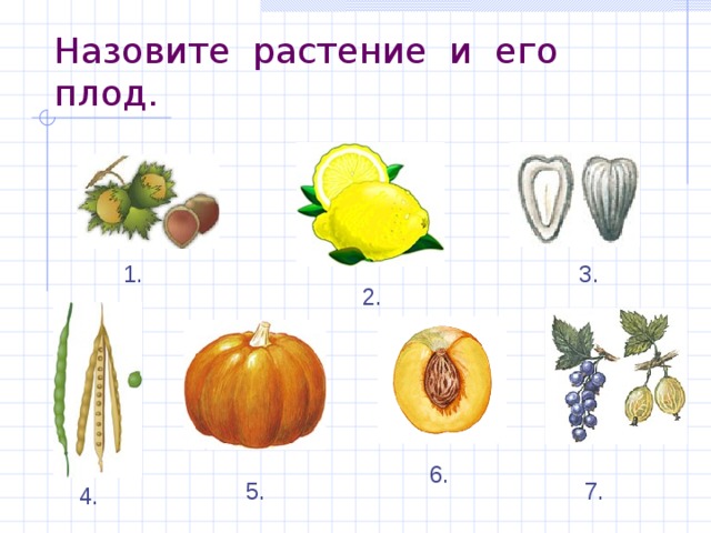 Назовите растение и его плод. 1. 3. 2. 6. 5. 7. 4. 