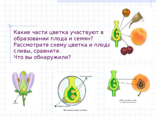 Какие части цветка участвуют в образовании плода и семян?  Рассмотрите схему цветка и плода  сливы, сравните.  Что вы обнаружили? 
