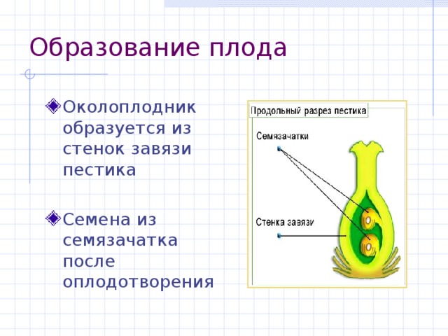 Образование плода Околоплодник образуется из стенок завязи пестика  Семена из семязачатка после оплодотворения  