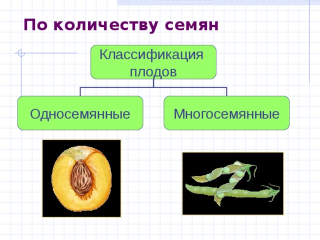 По количеству семян Классификация плодов Односемянные Многосемянные 