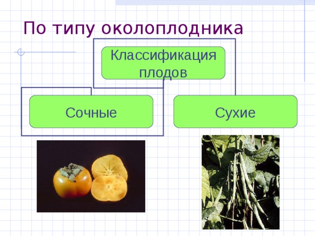 По типу околоплодника Классификация плодов Сочные Сухие 