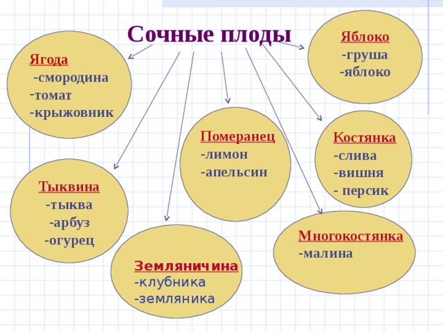 Сочные плоды   Яблоко -груша -яблоко Ягода  -смородина томат -крыжовник Померанец -лимон -апельсин Костянка -слива -вишня - персик Тыквина -тыква -арбуз -огурец Многокостянка -малина  Земляничина -клубника -земляника 