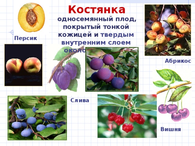 Костянка  односемянный плод, покрытый тонкой кожицей и  твердым  внутренним слоем околоплодника . Персик Абрикос Слива Вишня 8 