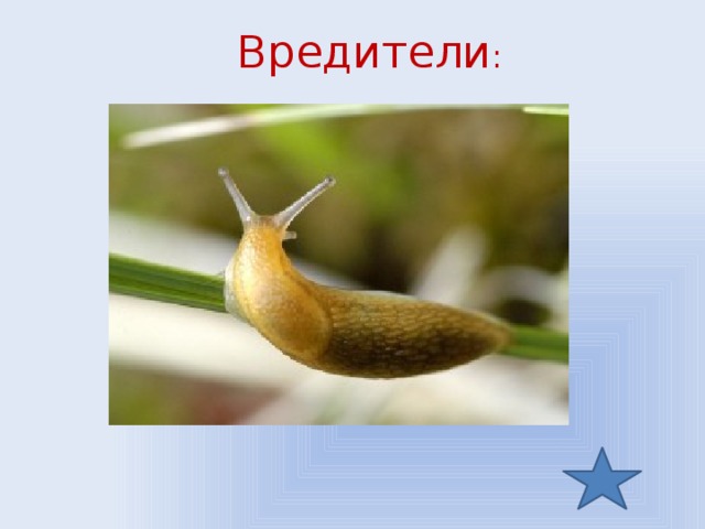 Вредители :
