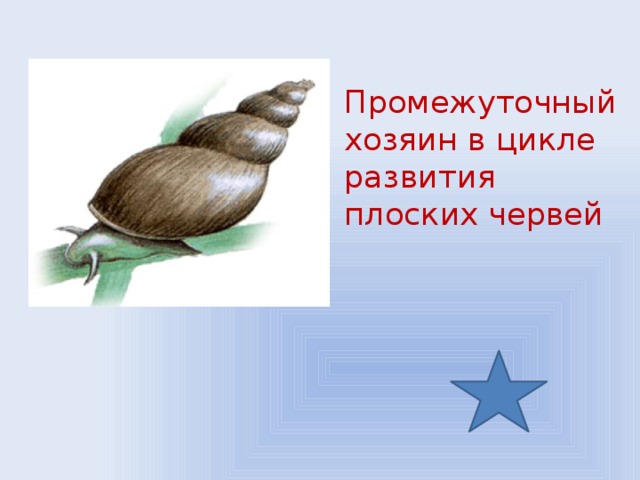 Промежуточный хозяин в цикле развития плоских червей