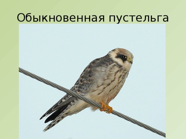 Обыкновенная пустельга 