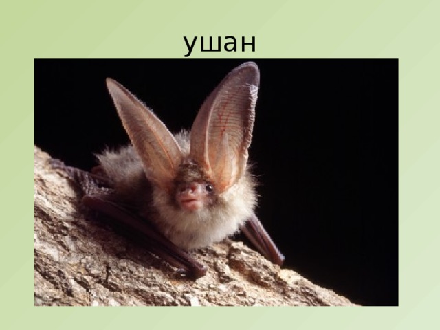 ушан 