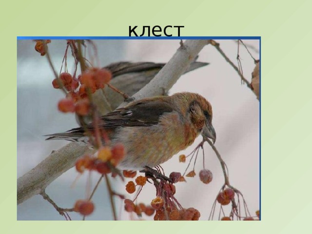 клест 