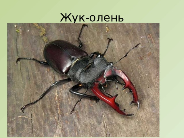 Жук-олень 