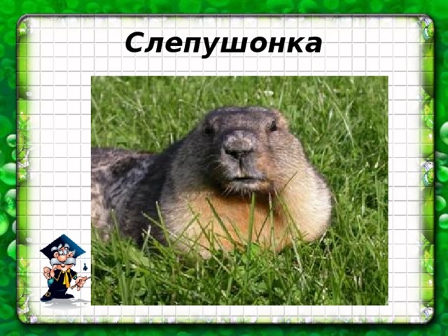 Слепушонка 