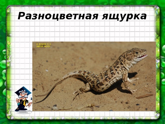 Разноцветная ящурка 