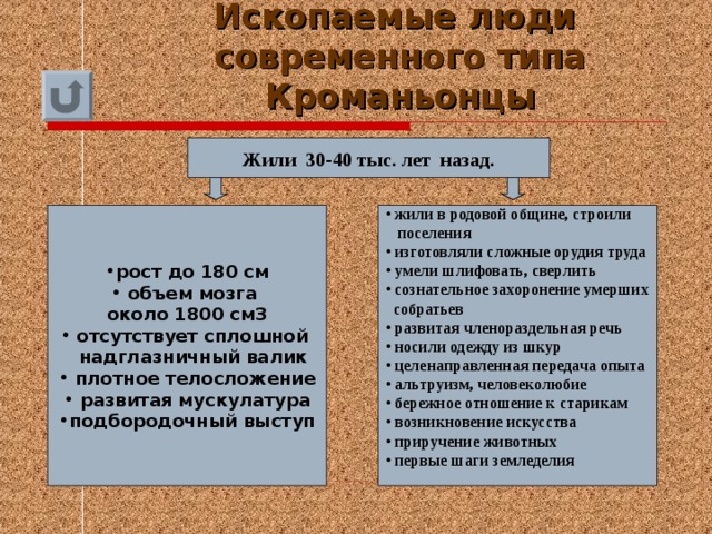 Ископаемые люди  современного типа  Кроманьонцы Жили 30-40 тыс. лет назад.  жили в родовой общине, строили  поселения  изготовляли сложные орудия труда  умели шлифовать, сверлить  сознательное захоронение умерших  собратьев  развитая членораздельная речь  носили одежду из шкур  целенаправленная передача опыта  альтруизм, человеколюбие  бережное отношение к старикам  возникновение искусства  приручение животных  первые шаги земледелия рост до 180 см  объем мозга около 1800 см3  отсутствует сплошной  надглазничный валик  плотное телосложение  развитая мускулатура подбородочный выступ 