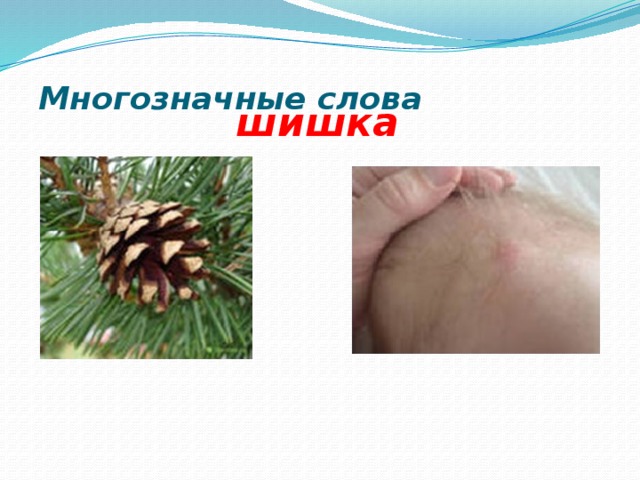 Многозначные слова   шишка 