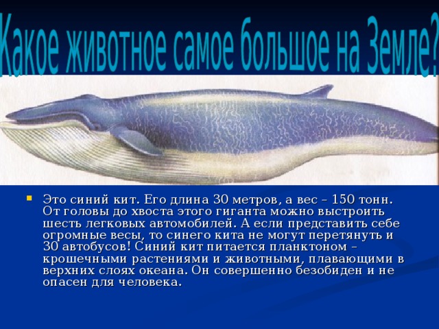 Это синий кит. Его длина 30 метров, а вес – 150 тонн. От головы до хвоста этого гиганта можно выстроить шесть легковых автомобилей. А если представить себе огромные весы, то синего кита не могут перетянуть и 30 автобусов! Синий кит питается планктоном – крошечными растениями и животными, плавающими в верхних слоях океана. Он совершенно безобиден и не опасен для человека.