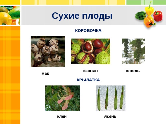 Сухие плоды КОРОБОЧКА Text тополь каштан мак КРЫЛАТКА Txt Text ясень клен  