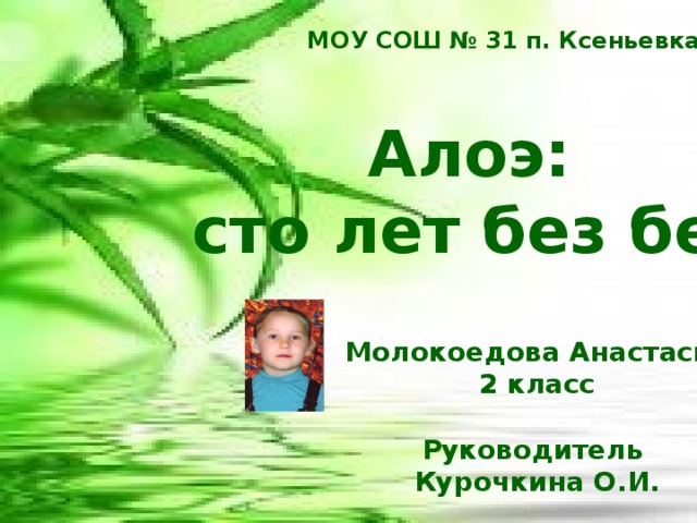 МОУ СОШ № 31 п. Ксеньевка Алоэ: сто лет без бед Молокоедова Анастасия 2 класс  Руководитель Курочкина О.И. 