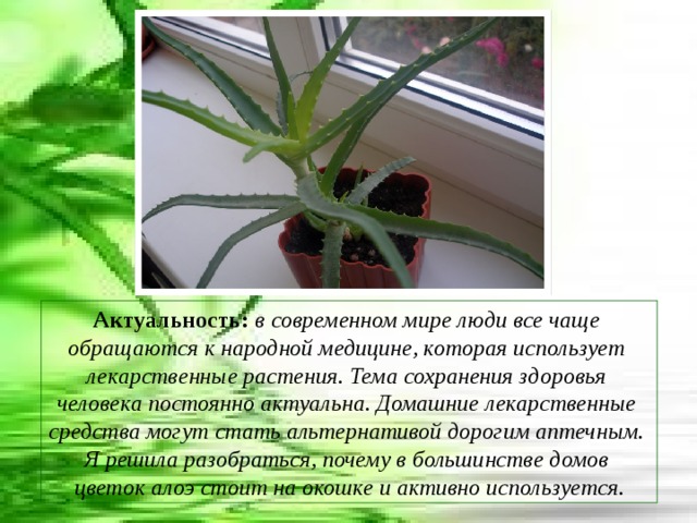 Актуальность: в современном мире люди все чаще обращаются к народной медицине, которая использует лекарственные растения. Тема сохранения здоровья человека постоянно актуальна. Домашние лекарственные средства могут стать альтернативой дорогим аптечным. Я решила разобраться, почему в большинстве домов цветок алоэ стоит на окошке и активно используется. 