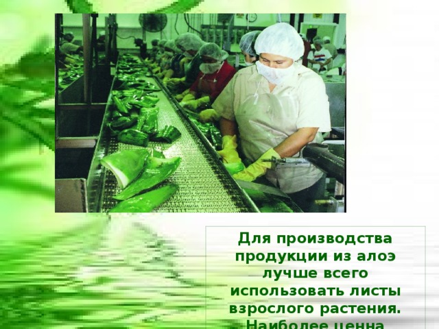 Для производства продукции из алоэ лучше всего использовать листы взрослого растения. Наиболее ценна внутренняя часть листа. 