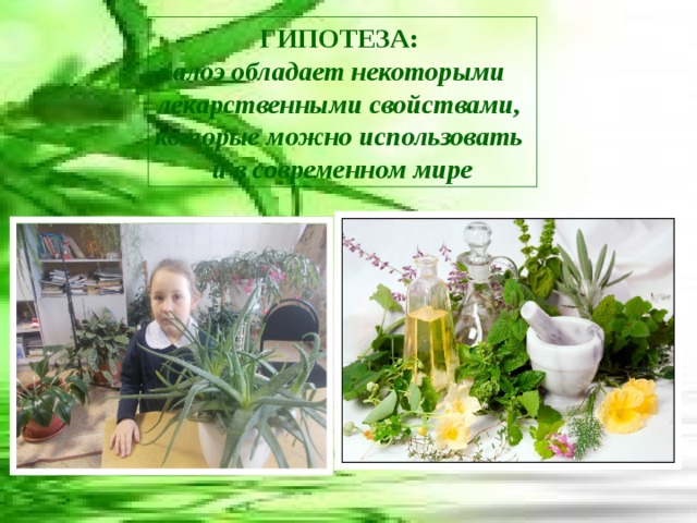 ГИПОТЕЗА: алоэ обладает некоторыми лекарственными свойствами, которые можно использовать и в современном мире 