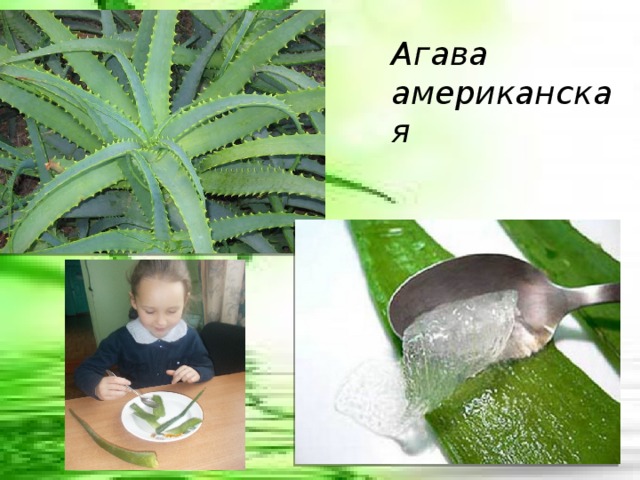 Агава американская 