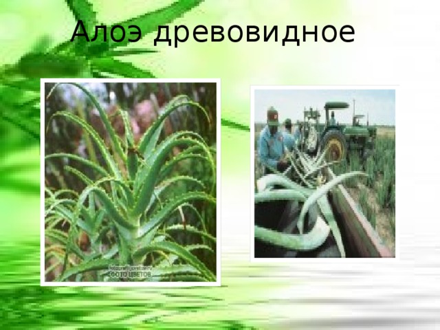 Алоэ древовидное 